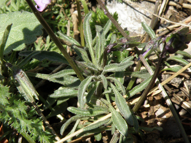 Viola valderia / Viola di Valdieri